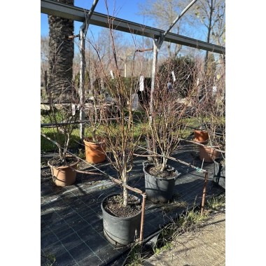 ACER PALMATUM ATROPURPUREA