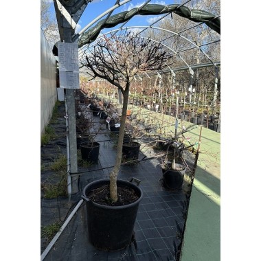 ACER PALMATUM VERDE COPA 