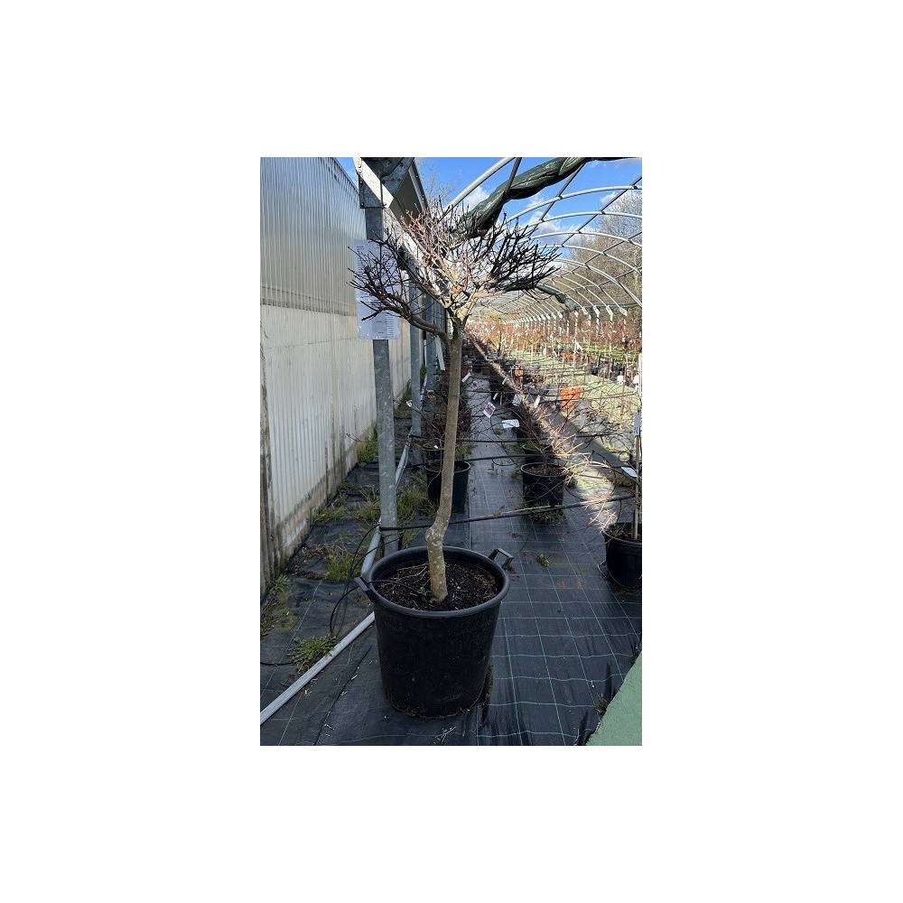 ACER PALMATUM VERDE COPA
