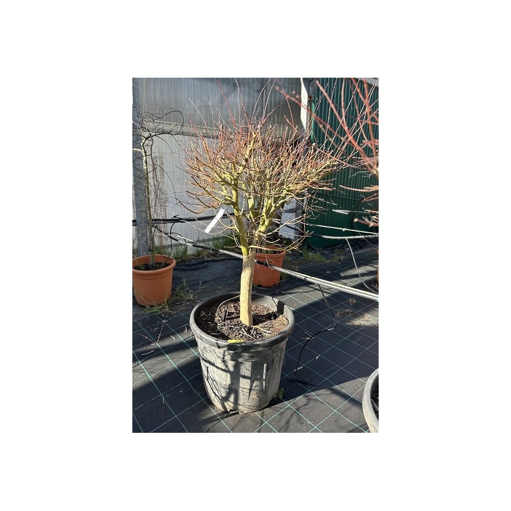 ACER PALMATUM VERDE COPA 