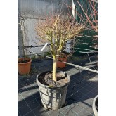 ACER PALMATUM VERDE COPA 