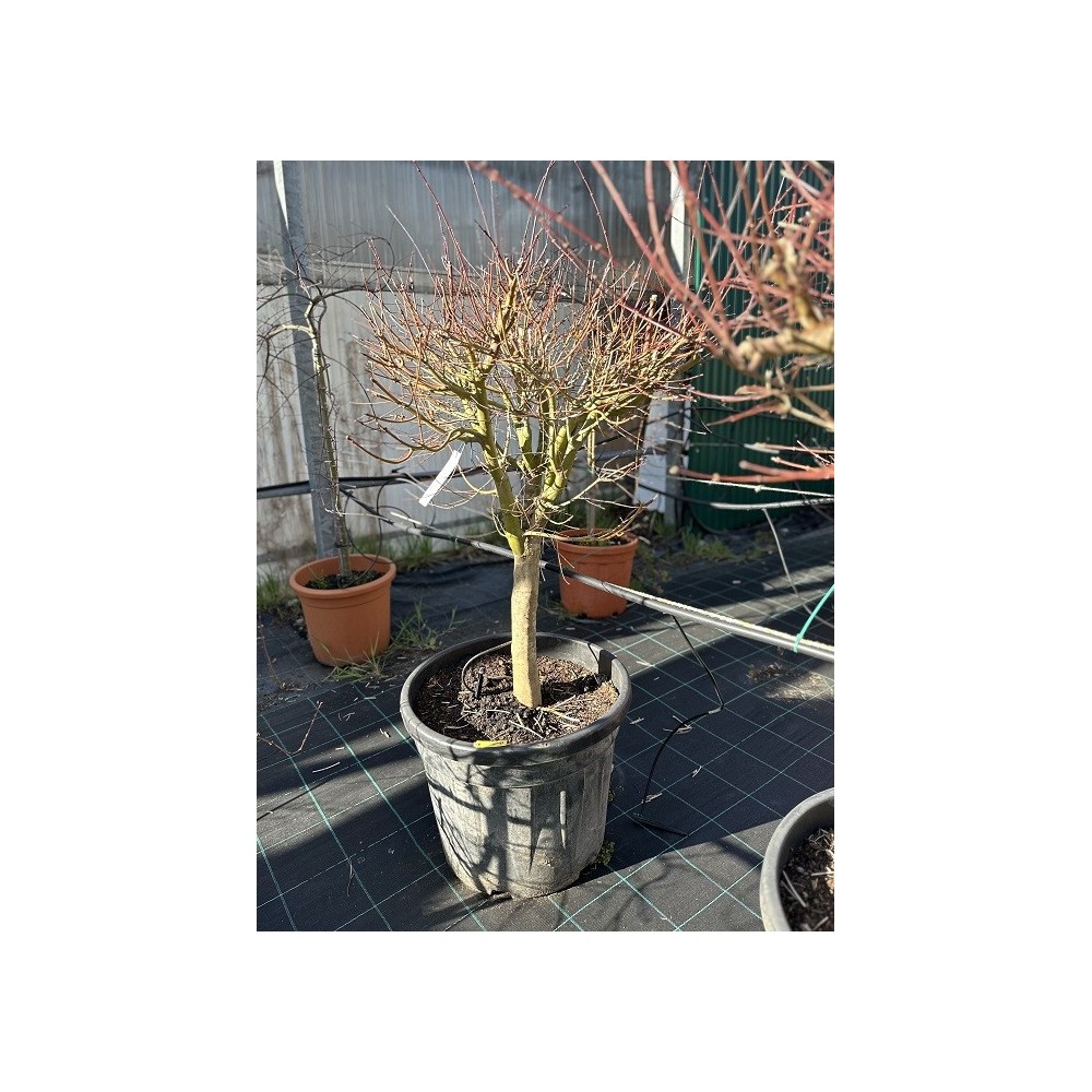ACER PALMATUM VERDE COPA