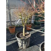ACER PALMATUM VERDE COPA