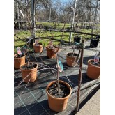ACER PALMATUM DESHOJO 