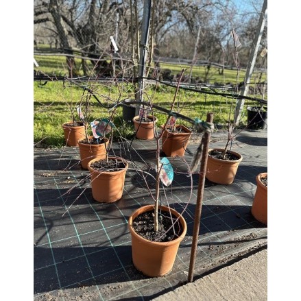 ACER PALMATUM DESHOJO 