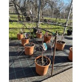 ACER PALMATUM DESHOJO 