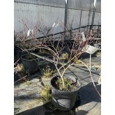 ACER PALMATUM DISSECTUM GARNET 