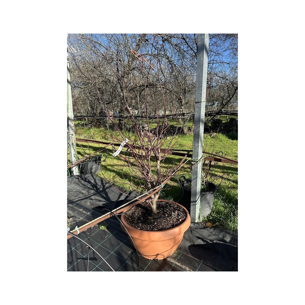 ACER PALMATUM FIREGLOW