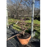 ACER PALMATUM FIREGLOW