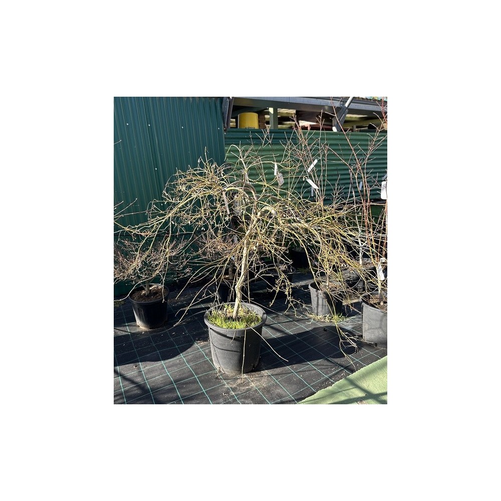 ACER PALMATUM GARNET 