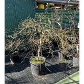 ACER PALMATUM GARNET 