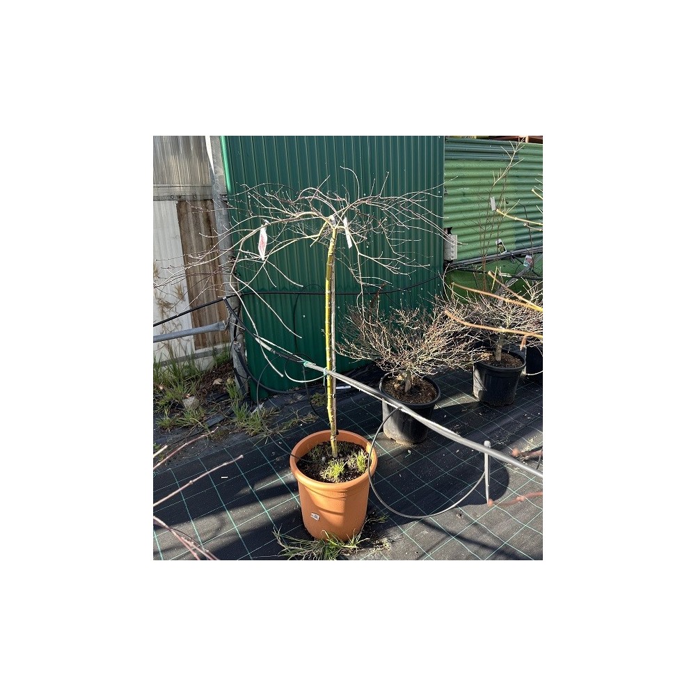 ACER PALMATUM INABA-SHIDARE
