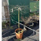 ACER PALMATUM INABA-SHIDARE