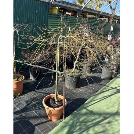 ACER PALMATUM INABA-SHIDARE 1/2 COPA