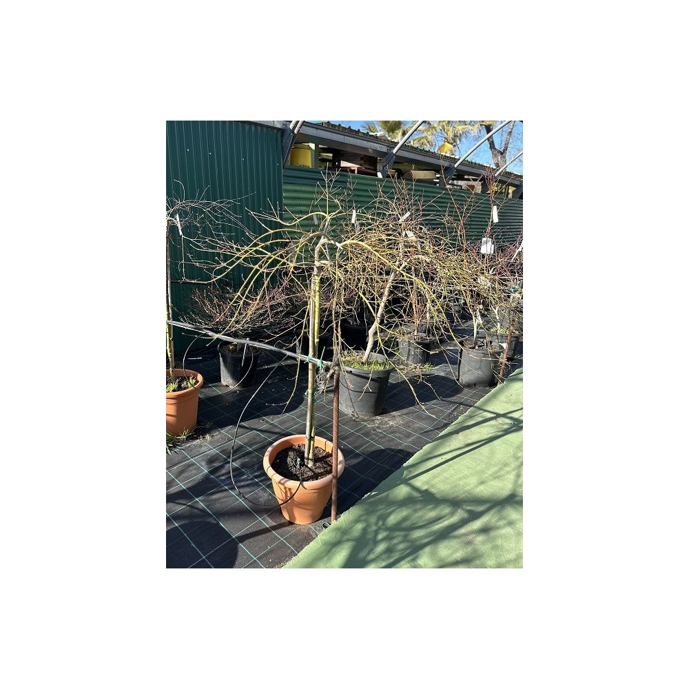 ACER PALMATUM INABA-SHIDARE 1/2 COPA
