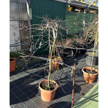 ACER PALMATUM INABA-SHIDARE 1/2 COPA