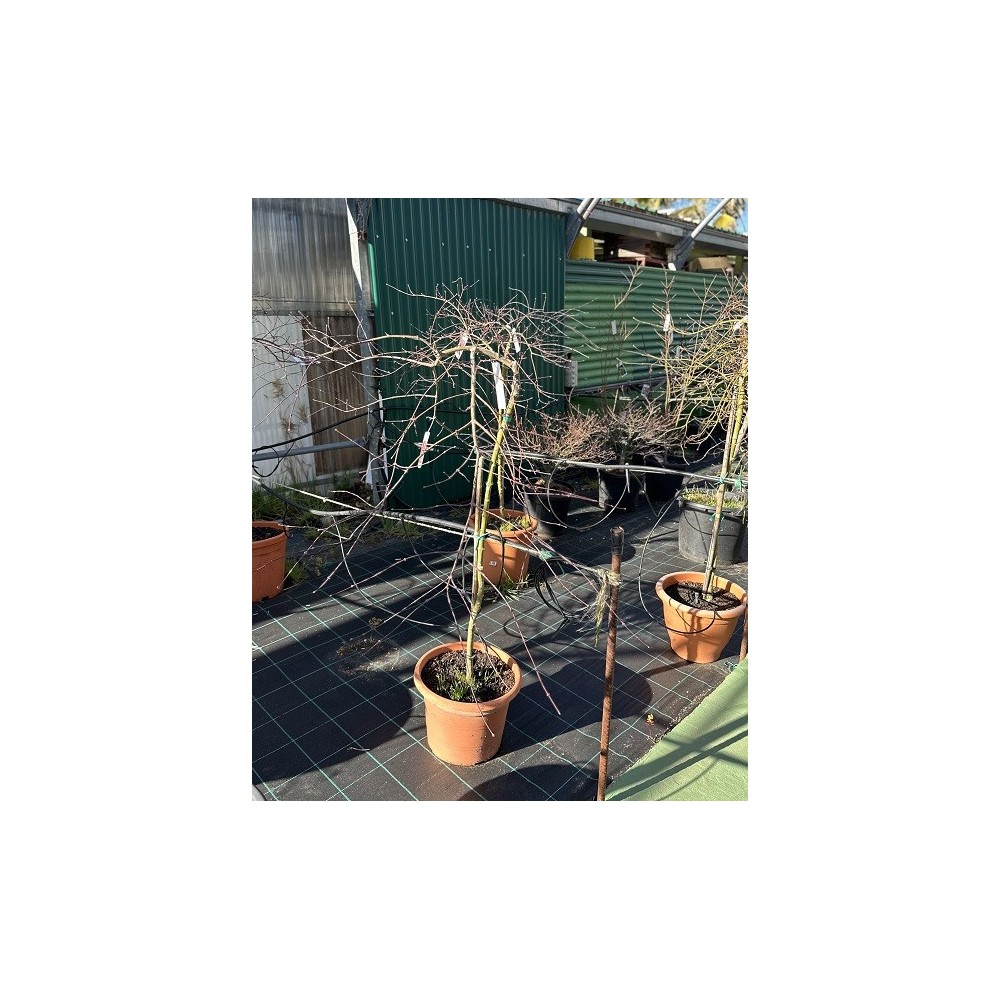 ACER PALMATUM INABA-SHIDARE 1/2 COPA