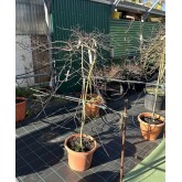 ACER PALMATUM INABA-SHIDARE 1/2 COPA