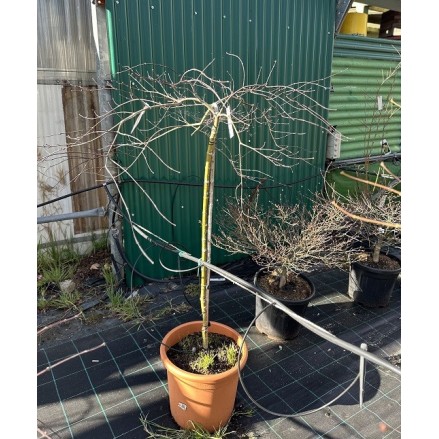 ACER PALMATUM INABA-SHIDARE 1/2 COPA