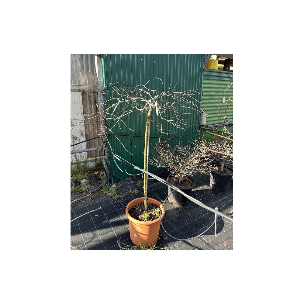 ACER PALMATUM INABA-SHIDARE 1/2 COPA