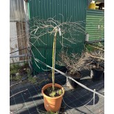 ACER PALMATUM INABA-SHIDARE 1/2 COPA
