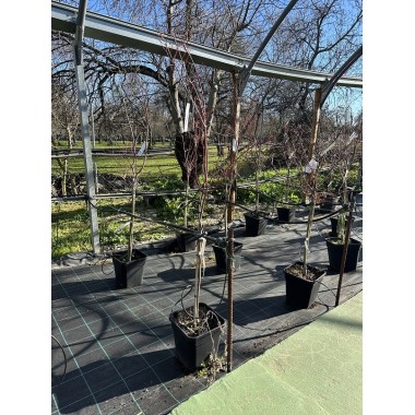ACER PALMATUM KATSURA COPA 