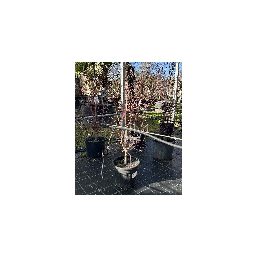 ACER PALMATUM ORIDONO-NISHIKI