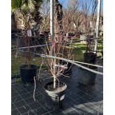 ACER PALMATUM ORIDONO-NISHIKI