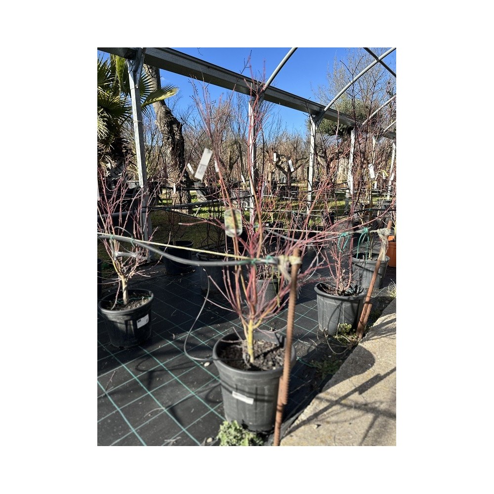 ACER PALMATUM ORIDONO-NISHIKI