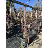 ACER PALMATUM ORIDONO-NISHIKI