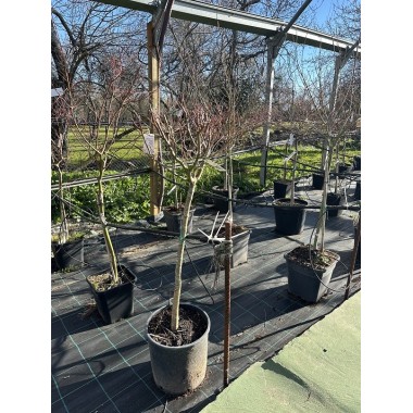  ACER PALMATUM VERDE COPA 