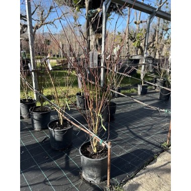 ACER PALMATUM SEIRYU