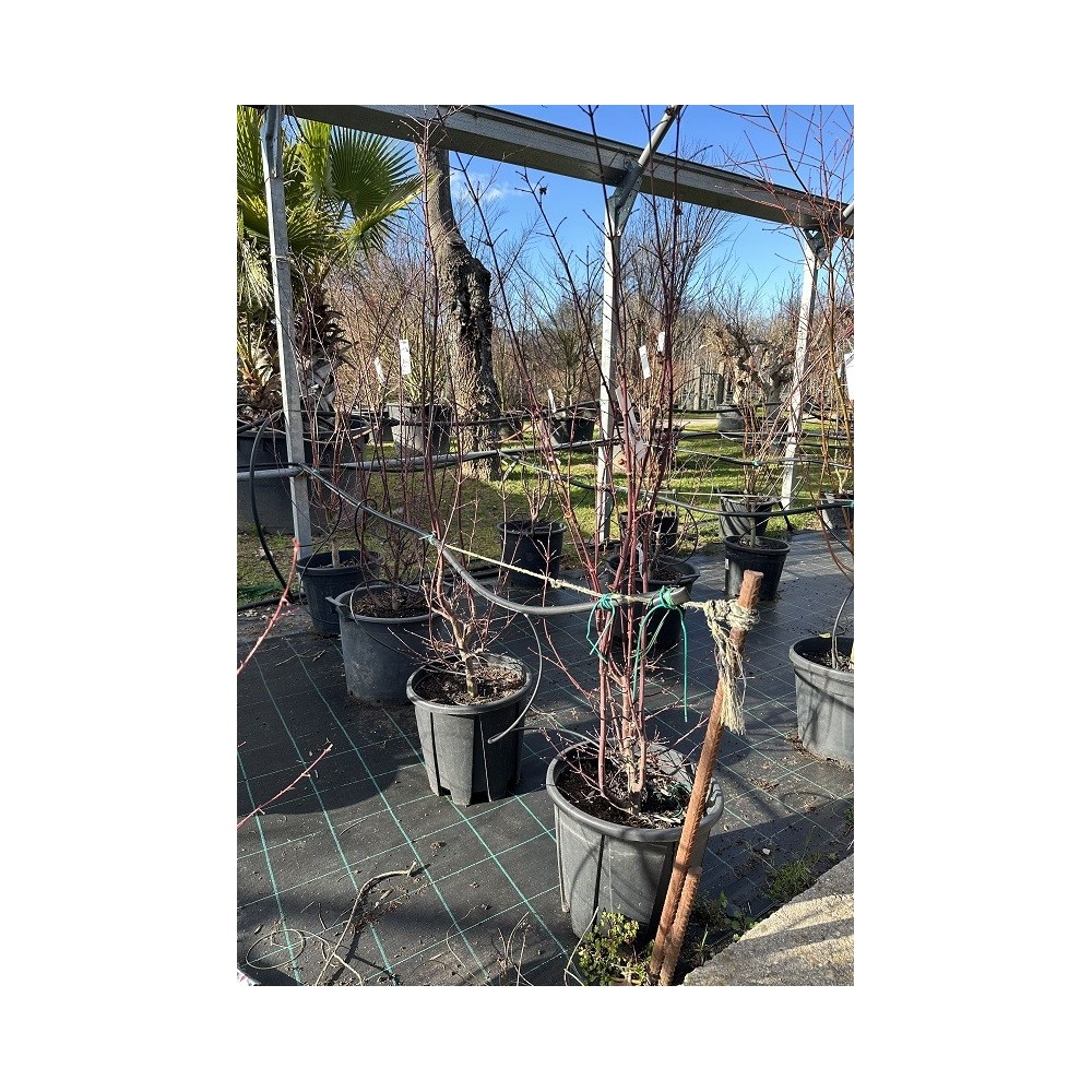ACER PALMATUM TWOWBLY´S RED SENTINEL 