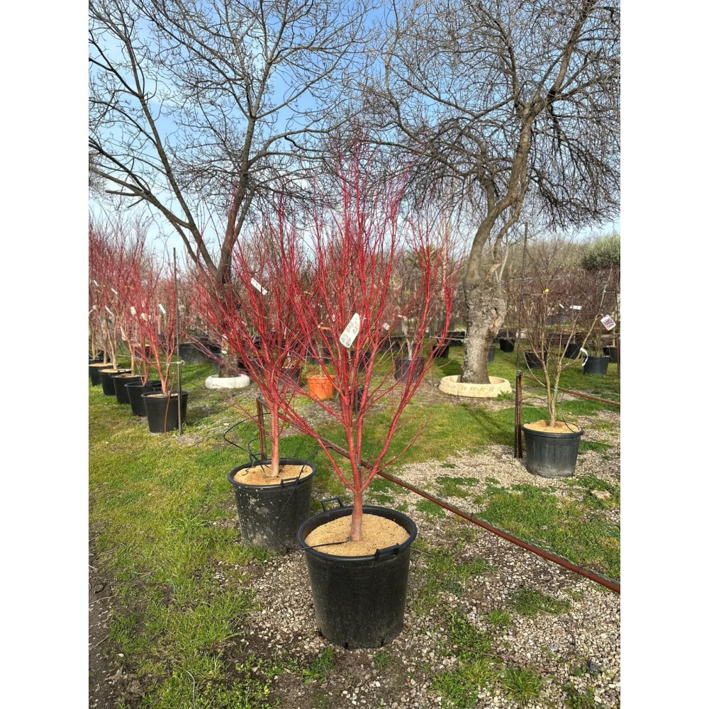 ARCE PALMATUM SANGOKAKU