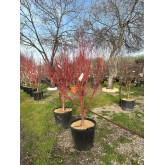 ARCE PALMATUM SANGOKAKU