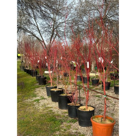 ARCE PALMATUM SANGOKAKU