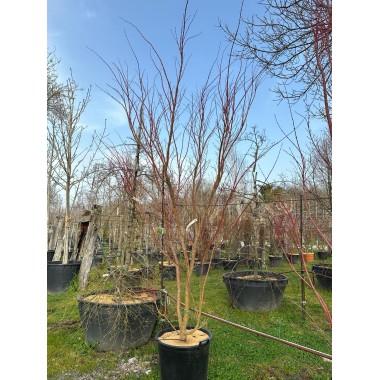 ACER PALMATUM SANGOKAKU 