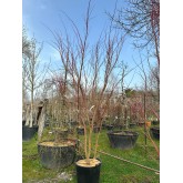 ACER PALMATUM SANGOKAKU 