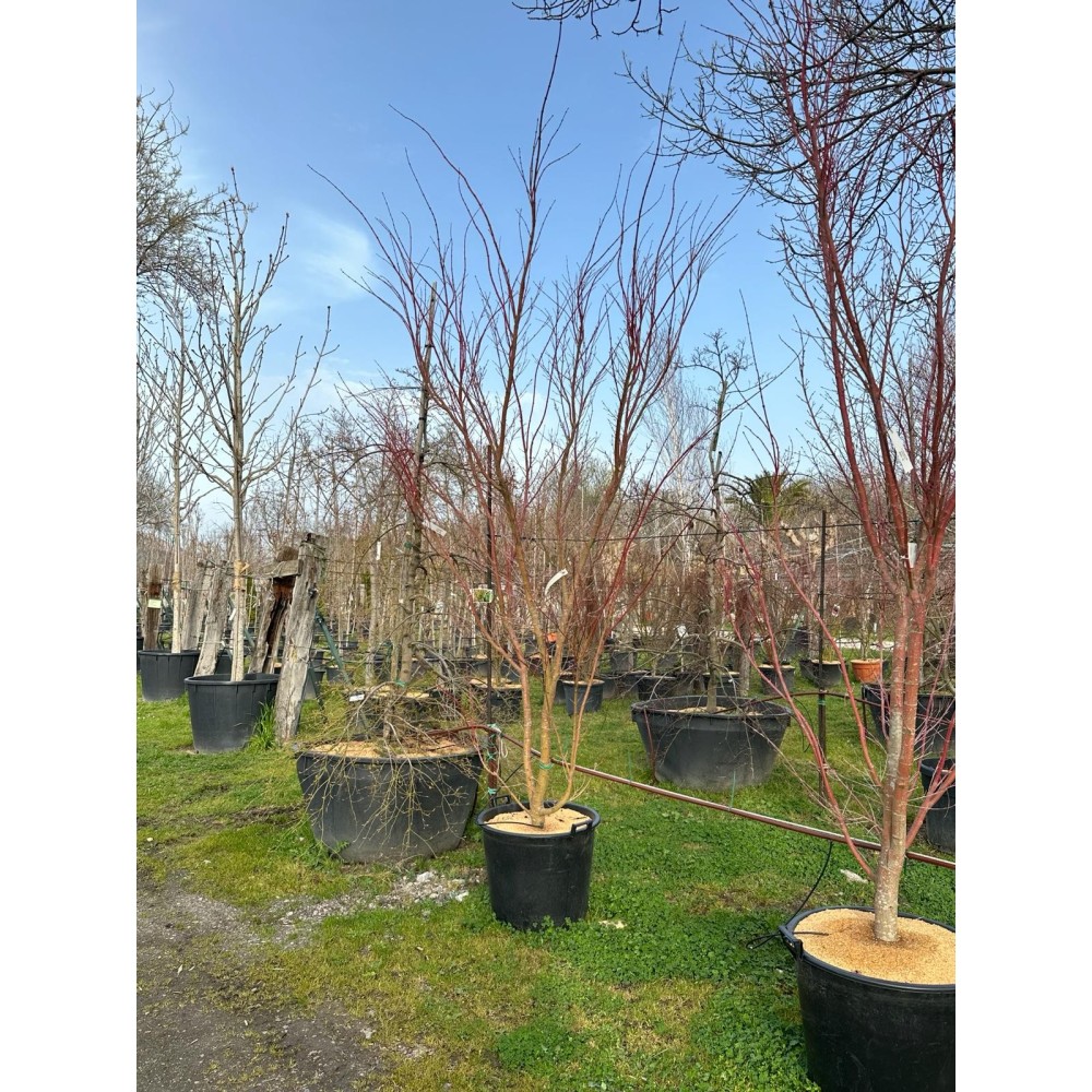 ACER PALMATUM SANGOKAKU