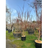 ACER PALMATUM SANGOKAKU