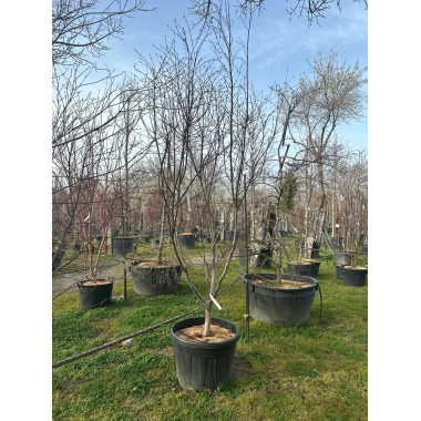 ACER PALMATUM BLOODGOOD EJEMPLAR 