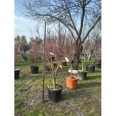 ACER PALMATUM BUTTERFLY