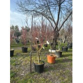 ACER PALMATUM BUTTERFLY