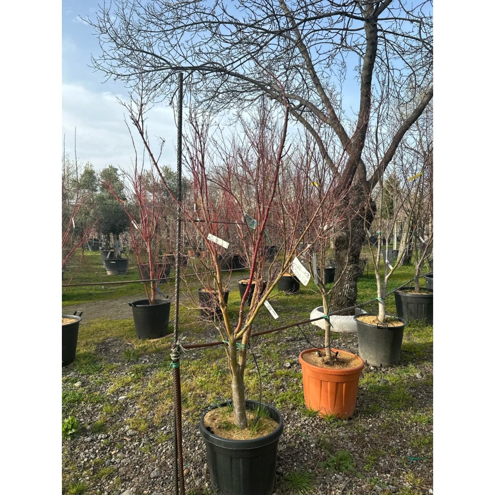 ACER PALMATUM BUTTERFLY
