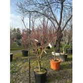 ACER PALMATUM BUTTERFLY