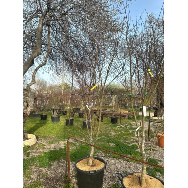 ACER PALMATUM BLOODGOOD 
