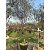 ACER PALMATUM BLOODGOOD 