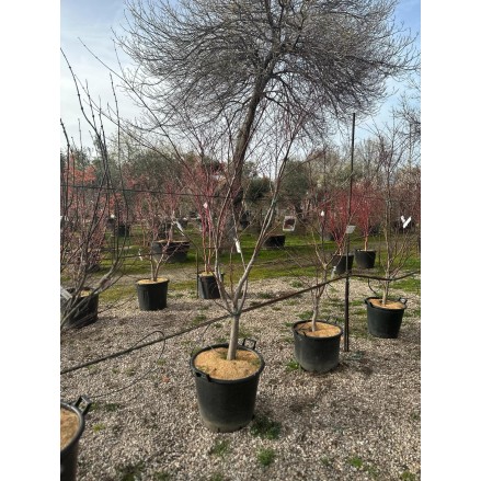 ACER PALMATUM BLOODGOOD