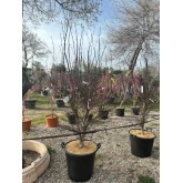 ACER PALMATUM SKEETER’S BROOM