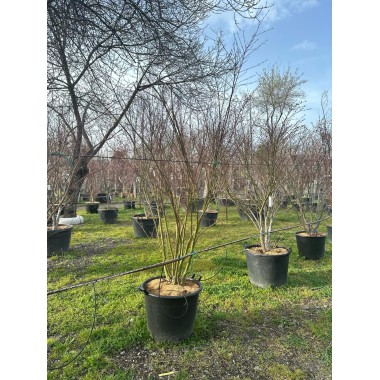 ACER PALMATUM VERDE 